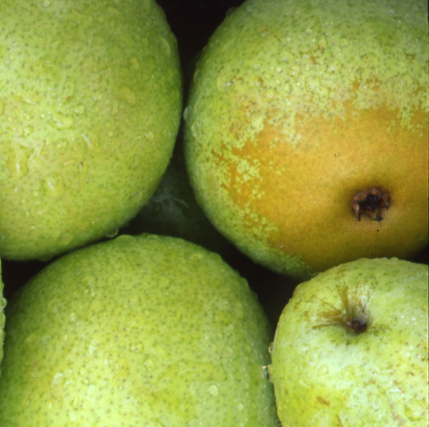 Pears