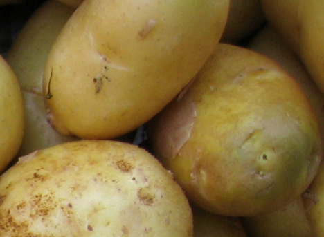 Potato